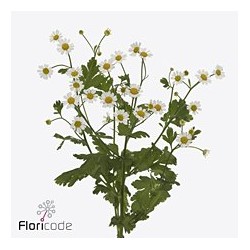 Tanacetum