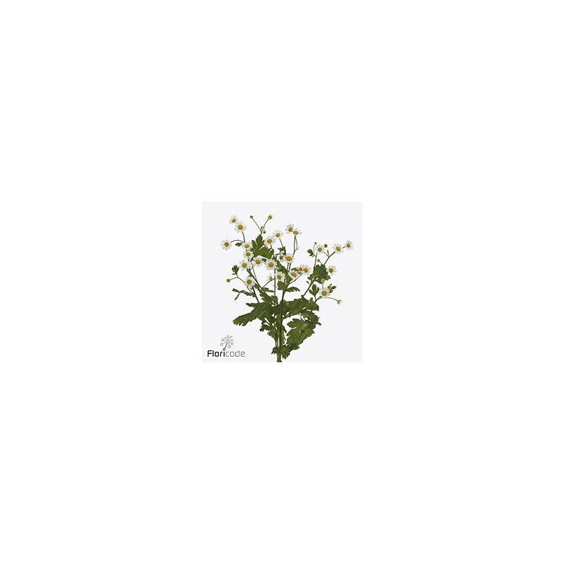 Tanacetum