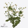 Tanacetum