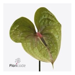 Anthurium Pistache verde