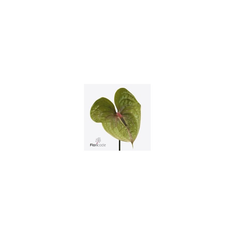 Anthurium Pistache verde