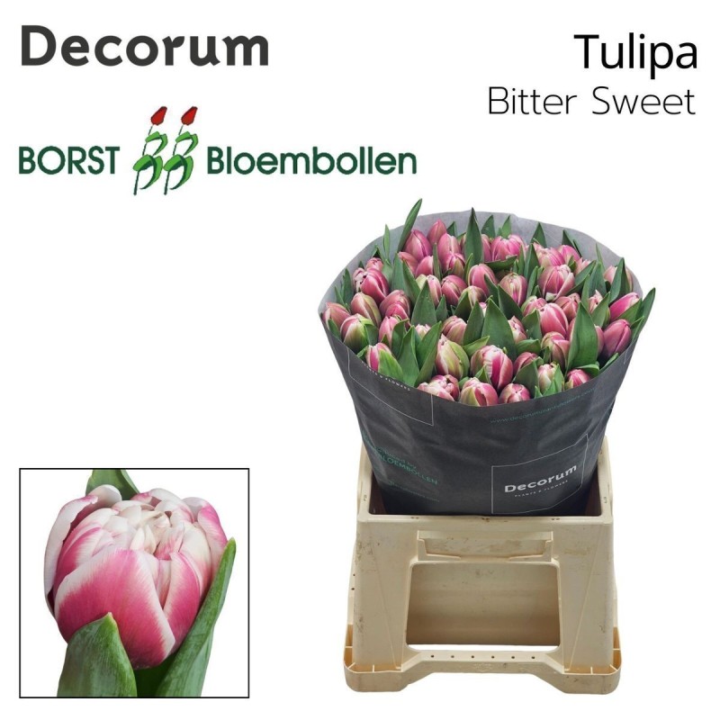 Tulipán