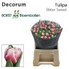 Tulipán
