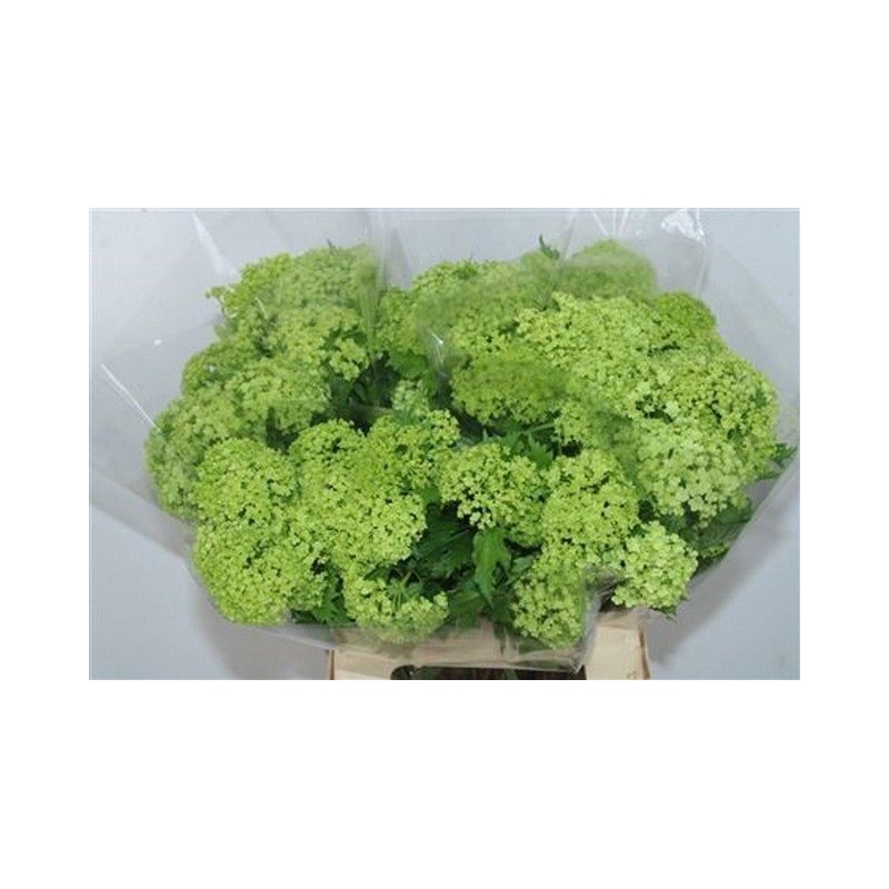 Viburnum