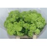 Viburnum