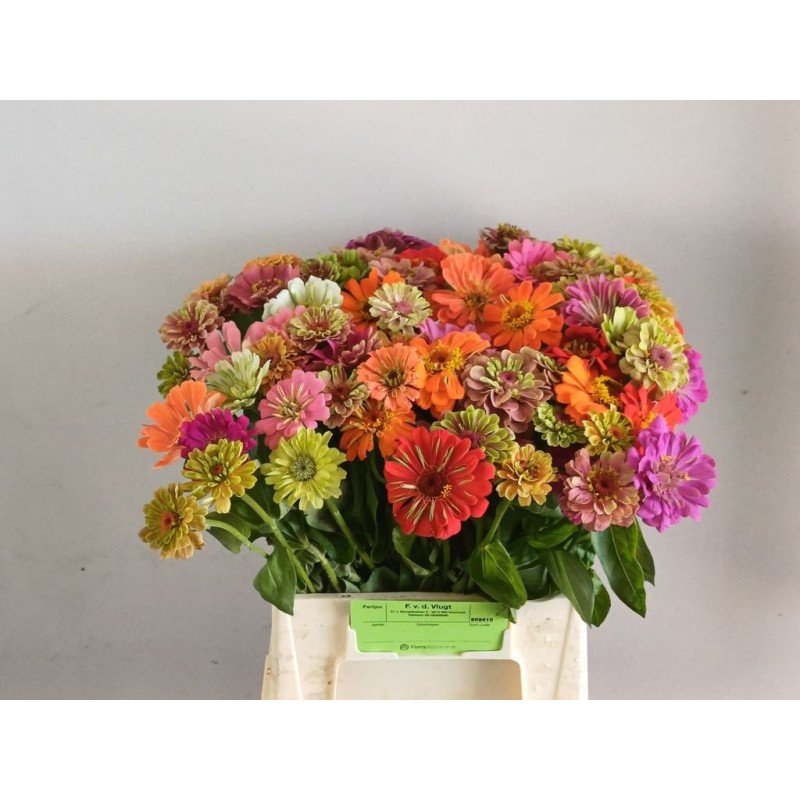Zinnia Lilliput