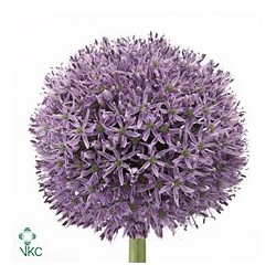 Allium
