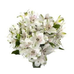 Alstroemeria 