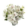 Alstroemeria 