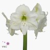 Amarilys ( Hippeastrum )