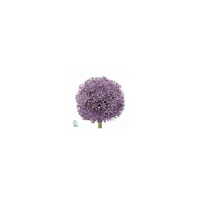 Allium