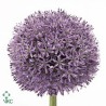 Allium