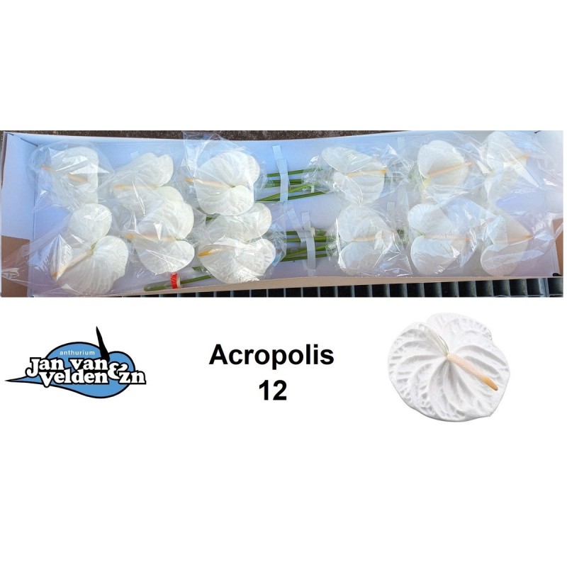 Anthurium Presence blanco 