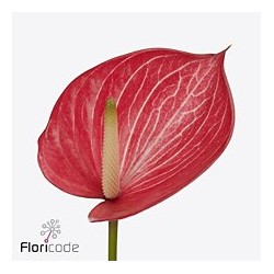 Anthurium Caldonia bicolor