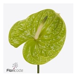 Anthurium Grand Slam verde