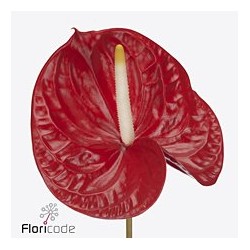 Anthurium Rambla rojo