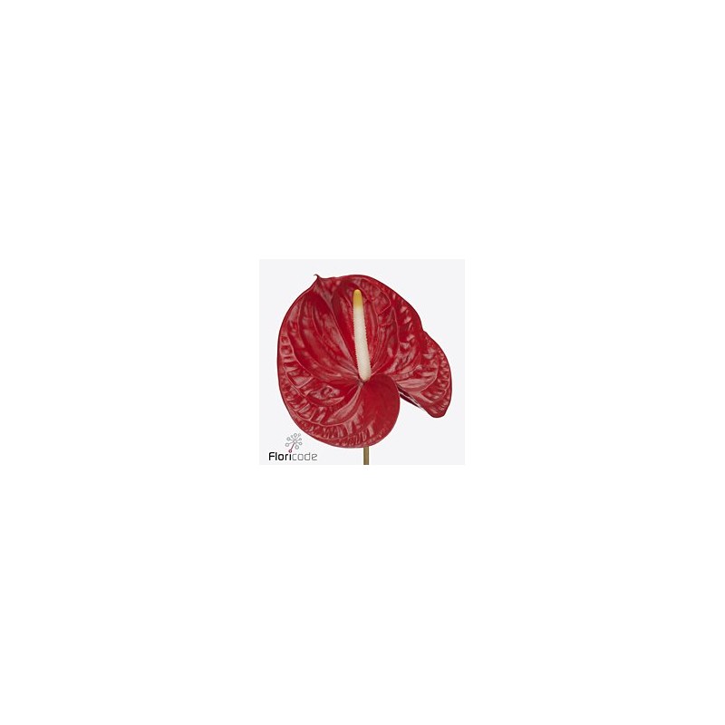 Anthurium Rambla rojo