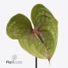 Anthurium Pistache verde