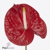 Anthurium Rambla rojo