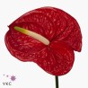 Anthurium Red Amor bicolor
