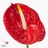 Anthurium Tropical rojo