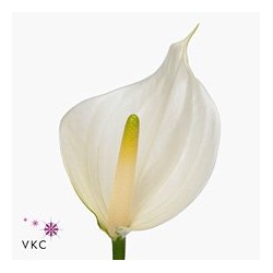 Anthurium Whisper  blanco