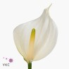 Anthurium Whisper  blanco