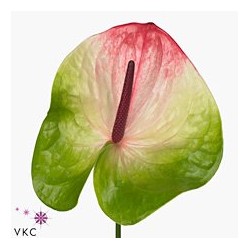 Anthurium Zafira Bicolor