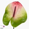 Anthurium Zafira Bicolor