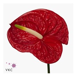 Anthurium Red Amor bicolor