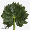 Aralia 