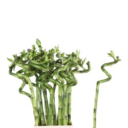Bamboo