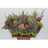 Bouquet Verdes africanos