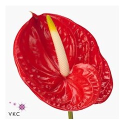 Anthurium Tropical rojo