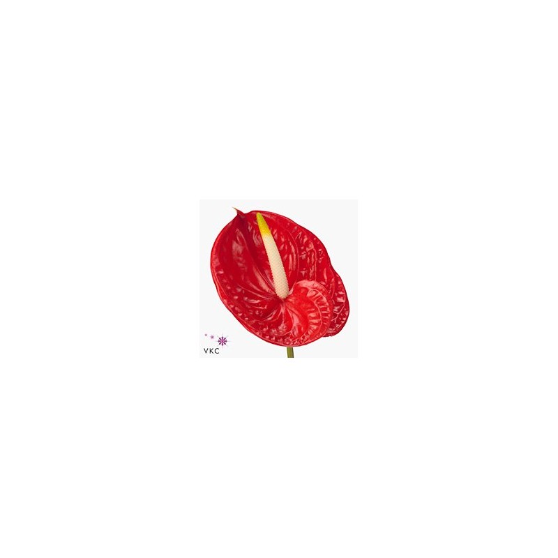 Anthurium Tropical rojo