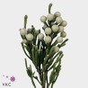 Brunia Albiflora