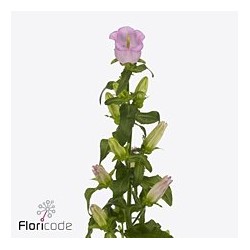 Campanula Campana