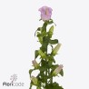 Campanula Campana