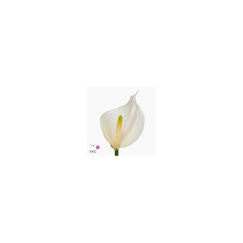 Anthurium Whisper  blanco