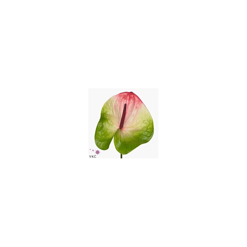 Anthurium Zafira Bicolor