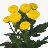 Crisantemo Limoncello