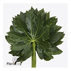 Aralia 