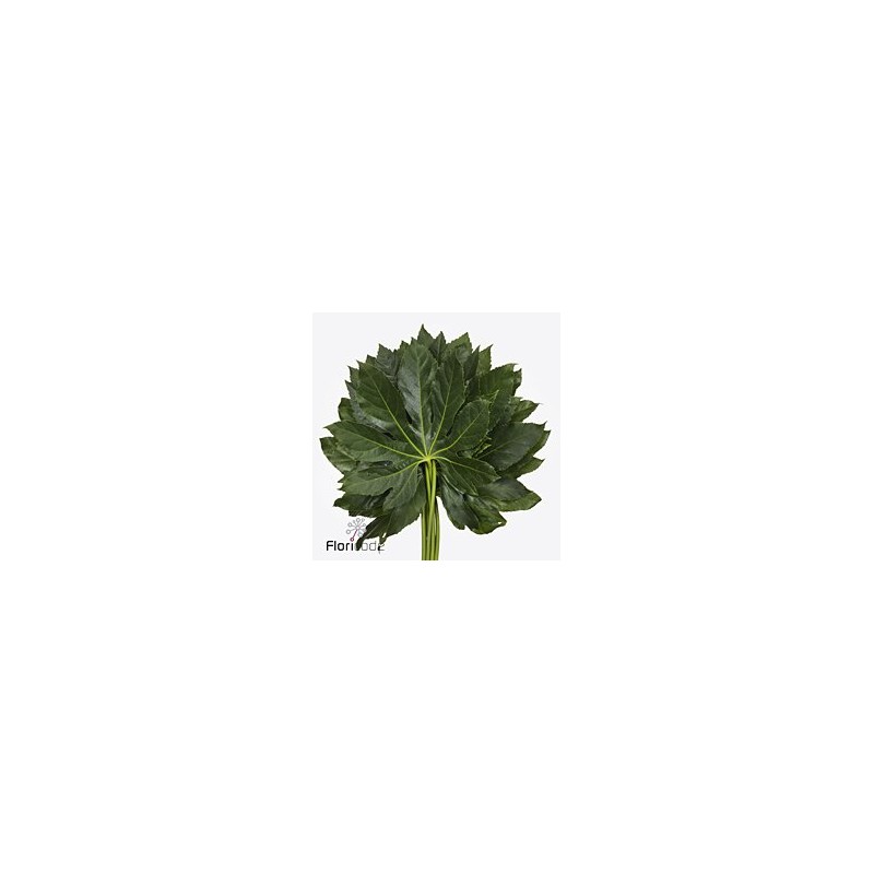 Aralia 