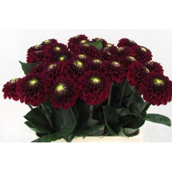 Dahlia Black Fox