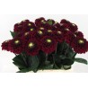 Dahlia Black Fox