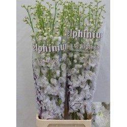 Delphinium