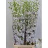 Delphinium