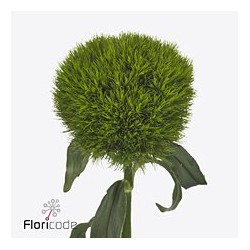 Dianthus kiwi