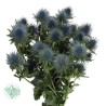 Eryngium Magnetar