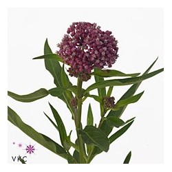 Asclepias Soulmate
